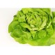 Salata verd